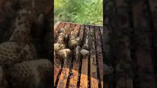 Bee#italia#bee#carniolan#queen#bees#honey #royal #farming