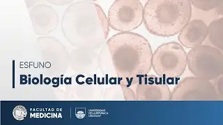 Excitability (Part 1) - Cell and Tissue Biology