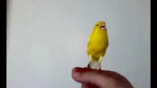 Kanarinac - Canary song Sarajevo.mp4