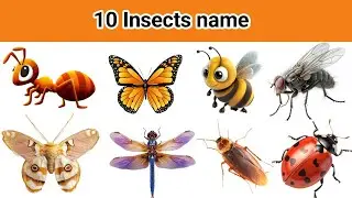 Insect Name in Hindi and English with Pictures | कीड़े मकोड़ों के नाम हिन्दी और अंग्रेजी में #insect