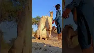 Top male camel facts #camelvideos #CamelFacts #FarmLife