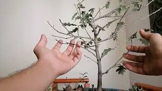 Winter Pruning One Of My English Oak Prebonsai- Bonsai from Scratch