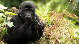 Gorilla Encounter | Volcanoes National Park | Rwanda