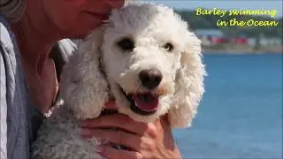 2019-07-22: Barley, miniature poodle swimming