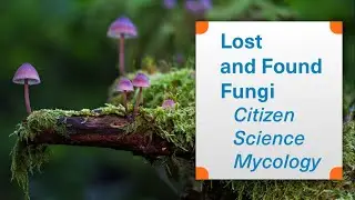Lost and Found Fungi Project: Citizen Science Mycology - Dr Brian Douglas - Bento Lab Interview