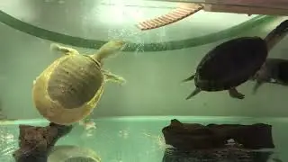 Black Marsh Turtle, Malayan Box Turtle and Chinese Softshell Turtle. Pellets feeding.