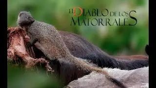 El Diablo De Los Matorrales (Documental Completo) - Bitis Documentales