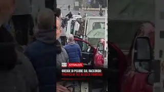 Roma, pecore in corsia di sorpasso: caos e traffico in tilt sul Grande Raccordo Anulare 🐑🛣️