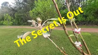 Protecting Your Fruit Tree With Kaolin Clay
