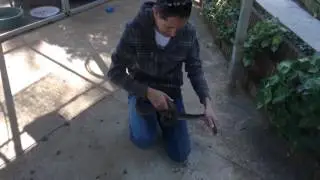 Jason Arnold rescues cobra found under man's bed