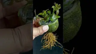 How to Grow Lemon Tree from Cutting Lemon Fruit In A Aloe Vera Water (New Techniques)