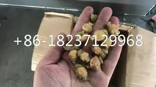 green plum prun pit extractor remover pitting machine plum seed pitter machine