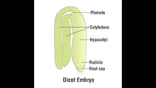 endosperm, embryo- structure of  monocot and dicot embryo