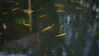 Asian Koi Relax Music and Rain Sound