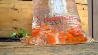 Goldfish Pond