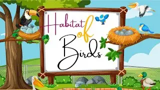 HABITAT OF BIRDS/BIRDS/SCIENCE CLASS/GRADE 3