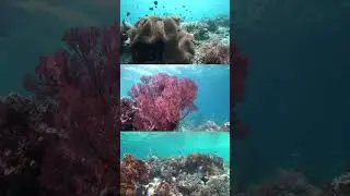 Snorkeling Bangka Housereef #shorts
