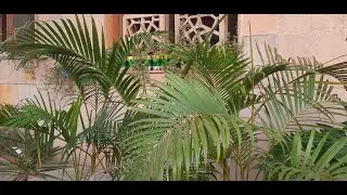 ☀️Do you really want to save Areca palm🌴 in scorching heat? #summer #care #tips.Healthy growth tips.