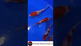 Lovely Gosanke tosai selection from Marudo and Shinoda. Beautiful Koi! #koi #gosanke #tosai