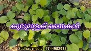 വിവിധയിനം കുരുമുളക് തൈകൾ 