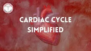 Cardiac Cycle Simplified