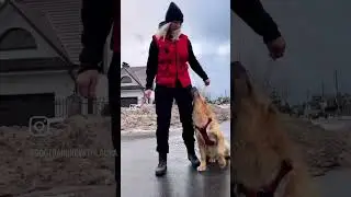 Obedience with a golden in the street🐶🏘️ #dogtraining #dog #goldenretriever #fast #viral