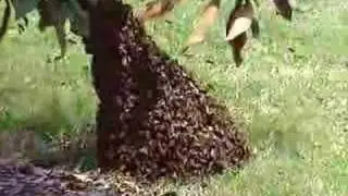 Part I The Swarm Forms