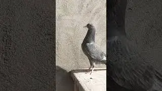 ❤️🔥 # foryou #forupage  # pigeonlover # pigeonflying #kabotarbaz #viralvideo#youtube