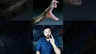 After Cobra SNAKE Bites Boy, Scientists Went To RAJASTHAN, Why? #shorts