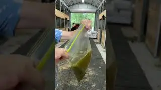ЭТОТ ХАК МОЖЕТ СПАСТИ ЖИЗНЬ ВАШЕЙ ЛОШАДИ! Лайфхак для верховой езды, часть 1