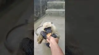 🦧 Pyara Langur Biscuit Khate Hue 😍 | Cute Monkey Eating Biscuit 🍪 #monkey #shorts