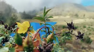 Short Cinematic, Lawu via Ceto
