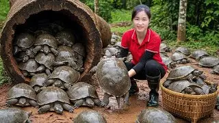 How to Harvest Softshell Turtle in the Jungle | Cooking Many Delicious Dishes of Softshell Turtle