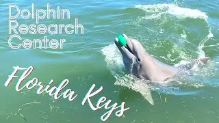 Dolphin Research Center- Florida Keys