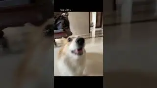 THE SUBTITLES😂😂#dog #cutedog #shorts