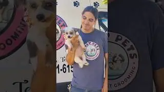 Little Sophie #dogs #mobiledoggrooming #mobilepetgrooming #cutedgos #halloween #doglovers