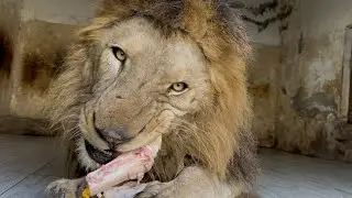 Lion King RAW Power | Eating Meat Inches From Camera