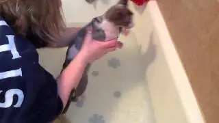 How to bathe a sphynx cat.