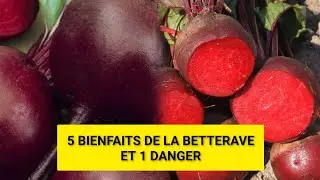 BETTERAVE ROUGE 5 BIENFAITS ET 1 DANGER 