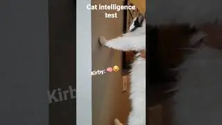 Cat intelligence test... 🧠