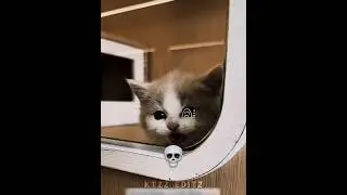 Cats faking innocence 💀 pt.2