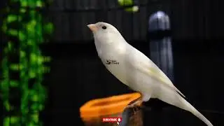 Kenari Cengkok Mewah Isian Full Ngerol | Masteran Kenari Gacor Buat Harian & Lomba
