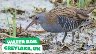 WATER RAIL | RALLUS AQUATICUS | RSPB GREYLAKE, UK | WILDLIFE | NATURE