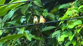 Tit Babbler Bold Striped 026