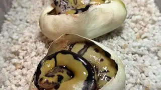 Egg cutting(ish) and update! #ballpythons #snake #reptiles #animals #pets 