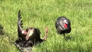 KY magnus bullhead kill with DSD decoys