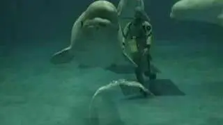 Whales Blowing Bubble Rings