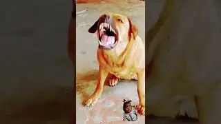 ##funny #dogsound #barks #labrador #Bhao
