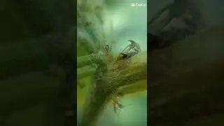 macro animal world 
