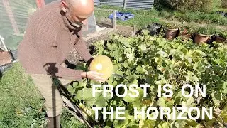 FROST on the horizon !! | Allotments For Fun and Food